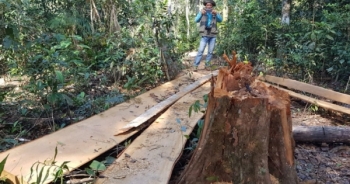Lâm Đồng: Nhiều cây Bạch tùng cổ thụ bị cưa hạ, nằm ngổn ngang trong rừng