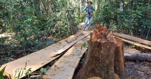 Tỉnh Lâm Đồng chỉ đạo xử lý nghiêm vụ phá rừng Bạch Tùng cổ thụ