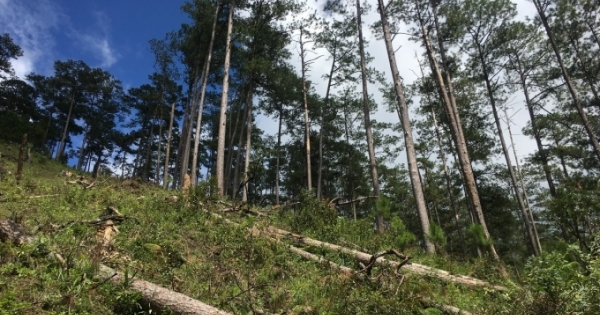 Khởi tố đối tượng phá rừng thông ở Lâm Đồng