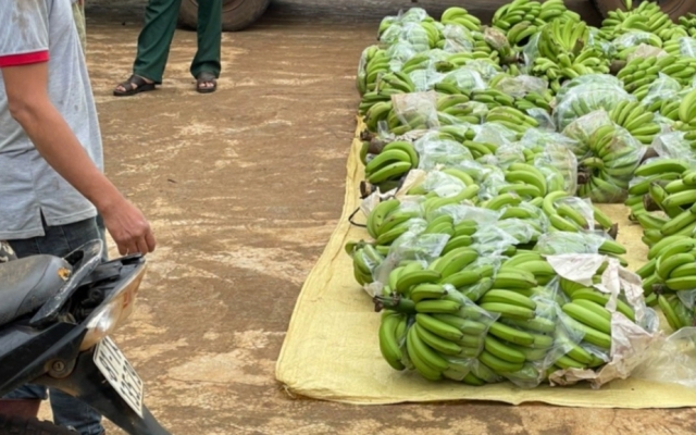 Gia Lai: Trộm cắp hơn 3 tấn chuối từ một công ty