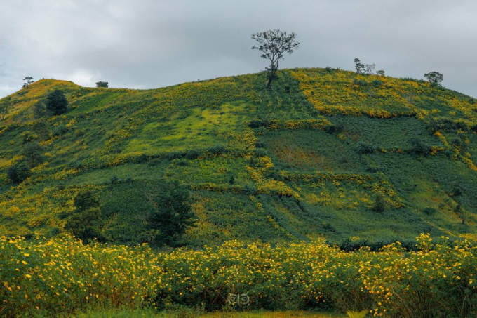Hoa quỳ vàng rực khắp núi lửa Chư Đăng Ya. (Ảnh: Thành Nam).