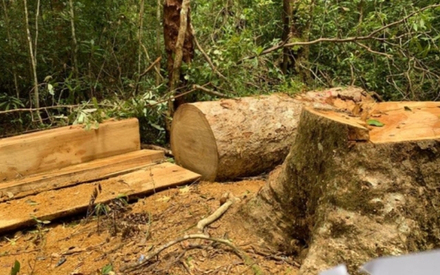 Gia Lai: Khởi tố Trạm trưởng bảo vệ rừng và các thuộc cấp khai thác gỗ trái phép