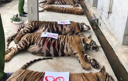 Thông tin mới vụ 14 con hổ nuôi giữ trái phép bị Công an thu giữ tại Nghệ An