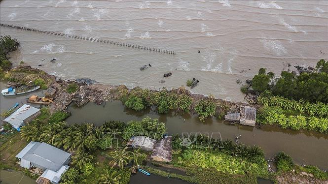 Mỗi năm, trung bình thảm rừng ven biển Tây của tỉnh Cà Mau bị cuốn mất khoảng 50m lấn sâu vào bên trong. Cá biệt, nhiều đoạn mất khoảng 10m/tháng. Ảnh tư liệu: Trọng Đạt/TTXVN