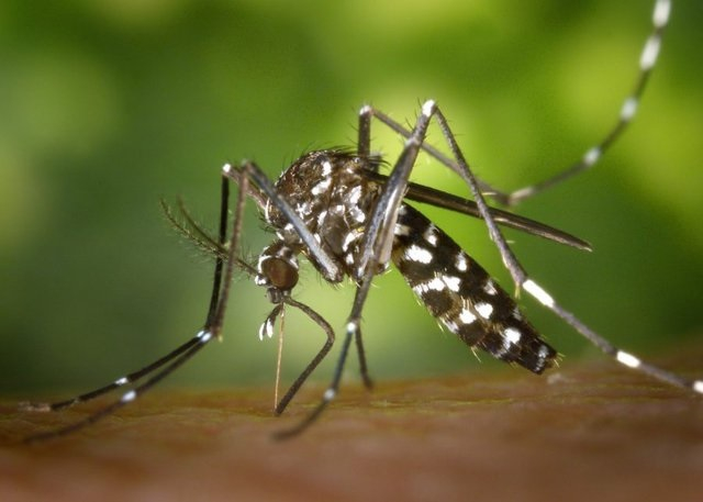 Virus Dengue lây truyền qua muỗi đốt chủ yếu là muỗi cái Aedes aegypti.