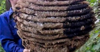 Phát hiện tổ ong "khủng" cao 10 tầng, nặng hơn 20 kg