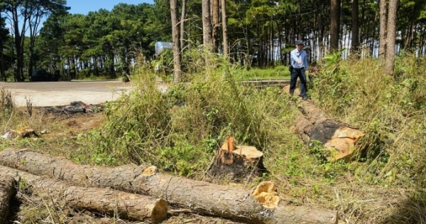 Đắk Lắk: Nhiều cây thông cổ thụ bị hạ sát không thương tiếc