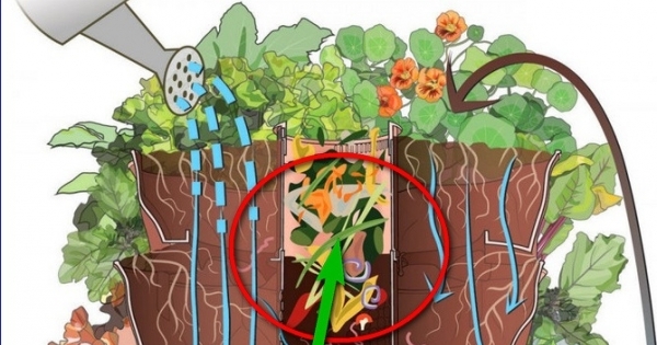 Công nghệ tận dụng rác thải để trồng rau