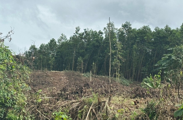 Một dự án trồng rừng tại Quảng Nam bị cản trở nhiều năm: UBND huyện cũng “bó tay”, nhờ Tòa giải quyết