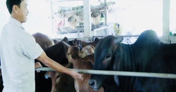 Xuân Lộc – ‘Thủ phủ’ mới của chăn nuôi công nghiệp ở Đồng Nai