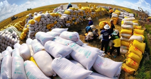 Giá xuất khẩu lúa gạo Việt Nam tiếp tục tăng vọt