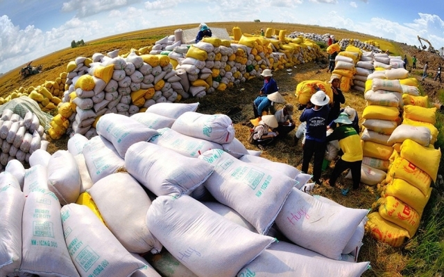 Giá xuất khẩu lúa gạo Việt Nam tiếp tục tăng vọt