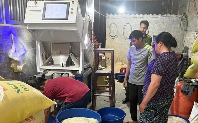 Một cơ sở sử dụng bột lá dứa làm giả gạo Séng Cù xanh tại Lào Cai