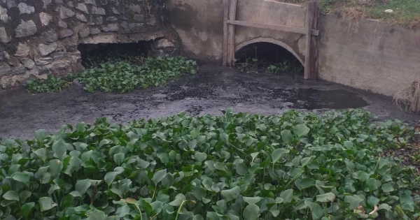 Vĩnh Tường- Cần xử lý ngay phương pháp xử lý chất thải từ trang trại nuôi lợn