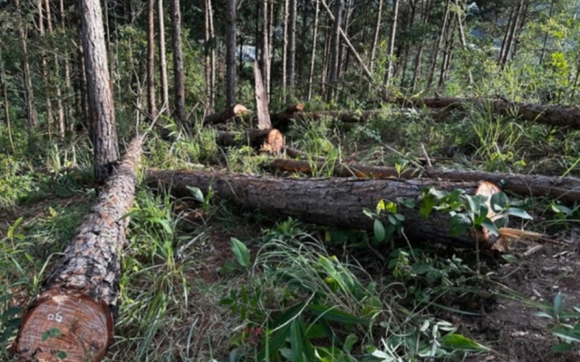 Lâm Đồng: Triệu tập 2 đối tượng phá rừng thông tại huyện Lâm Hà