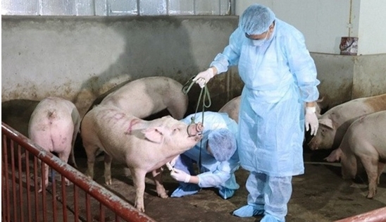 Dịch tả lợn Châu Phi diễn biến phức tạp, UBND tỉnh Hà Tĩnh ra công điện phòng, chống dịch bệnh