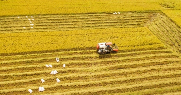 Đến năm 2030, hình thành 1 triệu ha chuyên canh lúa chất lượng cao
