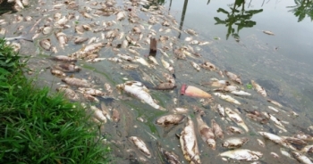 Hà Nam: Nghi bị hạ độc, hàng tấn cá chết trắng ao?