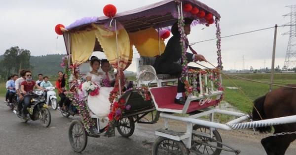 Độc đáo màn rước dâu bằng xe ngựa ở xứ Nghệ
