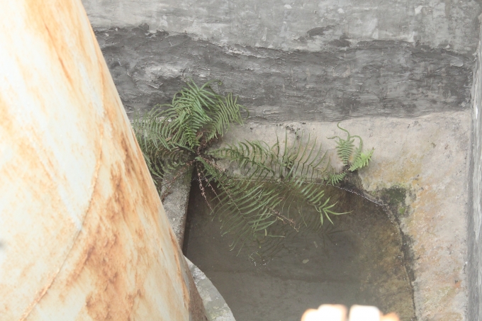 Vũng nước tại cuối bể lọc l&agrave; nơi ruồi muỗi sinh s&ocirc;i