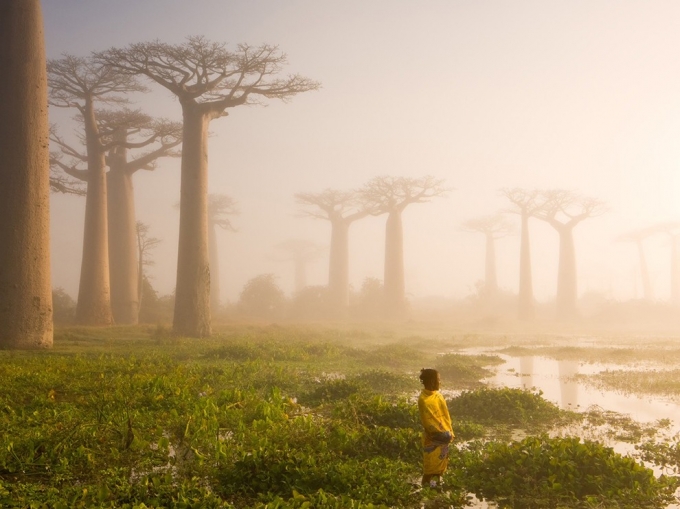 Những c&acirc;y baobab ở Madagascar đ&atilde; h&agrave;ng trăm, thậm ch&iacute; h&agrave;ng ngh&igrave;n năm tuổi. Ch&uacute;ng c&oacute; một hệ sinh th&aacute;i ri&ecirc;ng, đem lại nguồn sống cho động vật v&agrave; con người. Ảnh:&nbsp;Van Oosten.