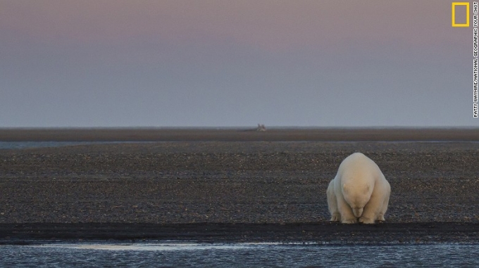 Ảnh một con gấu Bắc Cực ở đảo Barter, Alaska. Kh&ocirc;ng hề c&oacute; băng hay tuyết xung quanh.