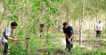 Hỗ trợ gạo cho công tác bảo vệ rừng tại Hà Giang và Nghệ An
