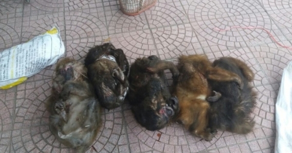 Nghệ An: Bắt đối tượng vận chuyển 7 cá thể khỉ mặt đỏ