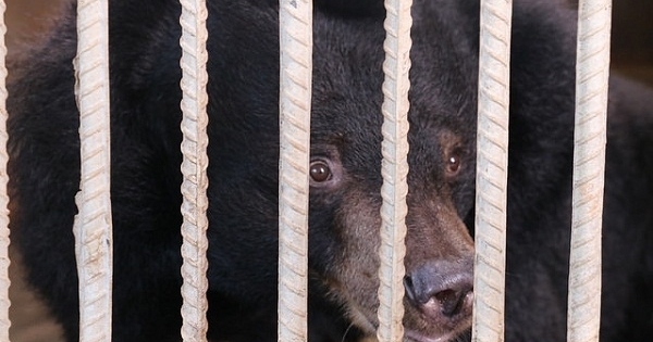 Đắk Lắk: Cứu hộ thành công sáu cá thể gấu