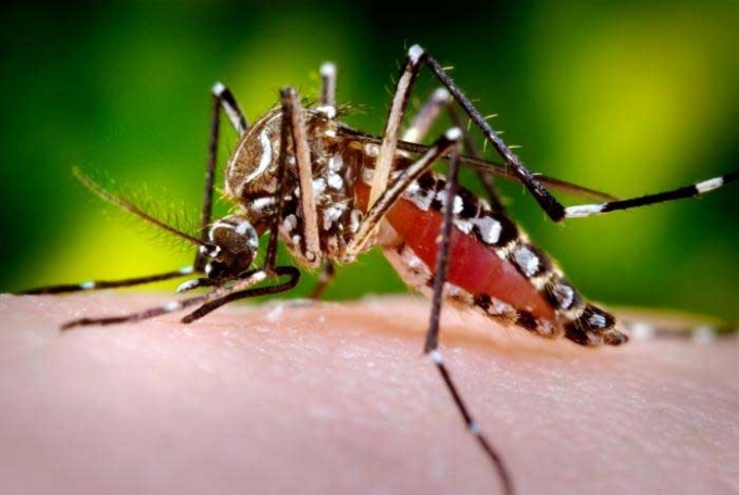 TP HCM ghi nhận 103 ca nhiễm Zika. Ảnh: minh họa