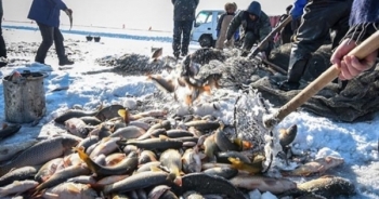 Video: Bắt cá trên mặt hồ đóng băng ở Trung Quốc