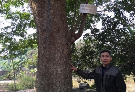 Cận cảnh cây sưa 200 tuổi ở Bắc Ninh sắp bị bán 24,5 tỷ