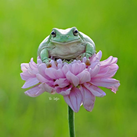 Trong ảnh l&agrave; một con ếch xanh đang ngồi thiền tr&ecirc;n một b&ocirc;ng hoa. Khung cảnh hệt như chốn thần ti&ecirc;n c&oacute; thật ở Tr&aacute;i đất. (Nguồn Bored Panda).