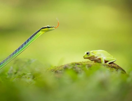 Cuộc đụng độ gay cấn giữa ếch xanh v&agrave; rắn độc cũng được nhiếp ảnh gia Tri Setyo Widodo kh&eacute;o l&eacute;o ghi lại. (Nguồn Bored Panda).