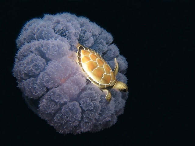 Một con r&ugrave;a biển t&yacute; hon đang cưỡi tr&ecirc;n m&igrave;nh một con sứa.