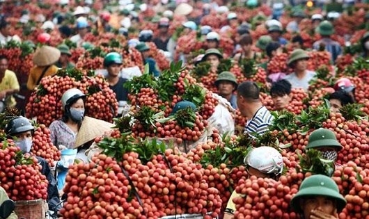 Không thương hiệu, nông sản Việt thua cả 