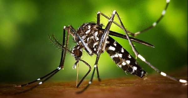 Zika tại TP HCM: 22/24 quận, huyện ghi nhận có ca nhiễm