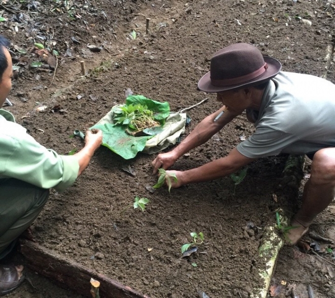Anh A Vương đang trồng s&acirc;m trong vườn nh&agrave;
