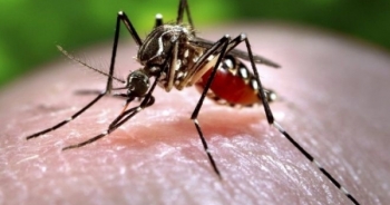 TP HCM: Duy nhất quận 8 chưa ghi nhận ca nhiễm Zika