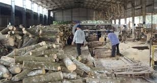 Doanh nghiệp Trung Quốc ồ ạt mua gỗ cao su