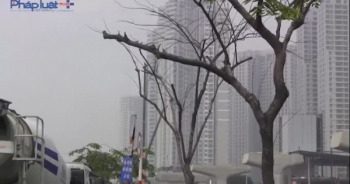 TP HCM: Hàng loạt cây xanh trụi lá, héo vàng trên xa lộ Hà Nội