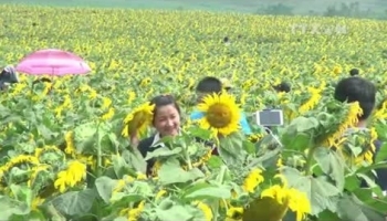 Hàng nghìn người đổ về cánh đồng hoa hướng dương ở Nghệ An