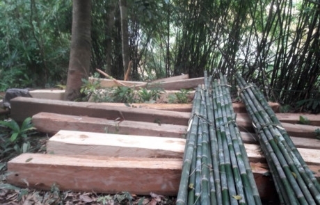 Quảng Bình: Choáng váng chứng kiến rừng phòng hộ Khe Nét 