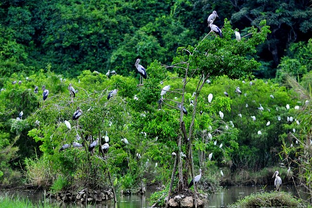 Vườn chim Thung Nham nơi c&ograve;n lưu giữ được nhiều lo&agrave;i chim qu&yacute;. Ảnh: Internet.
