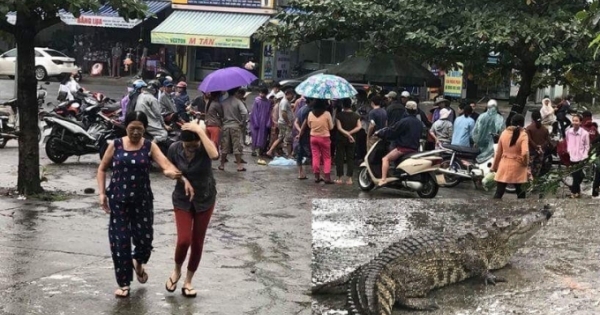 Đà Nẵng: Người dân hốt hoảng khi thấy cá sấu còn sống bán... giữa chợ