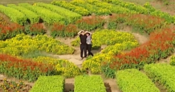 Thung lũng hoa Mộc Châu rực rỡ sắc màu, thu hút giới trẻ tới "check in"