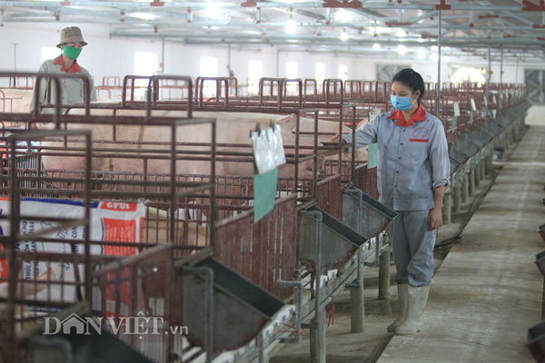 C&ocirc;ng nh&acirc;n đang chăm s&oacute;c đ&agrave;n lợn tại một trang trại ở huyện Ứng Ho&agrave; (H&agrave; Nội). Ảnh: Hải Đăng