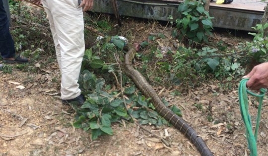 Xuất hiện rắn “khổng lồ” nặng 20 kg, người dân hò nhau vây bắt bằng kích điện