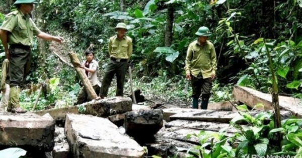Nghệ An: Khởi tố, bắt giam 2 trạm trưởng bảo vệ rừng