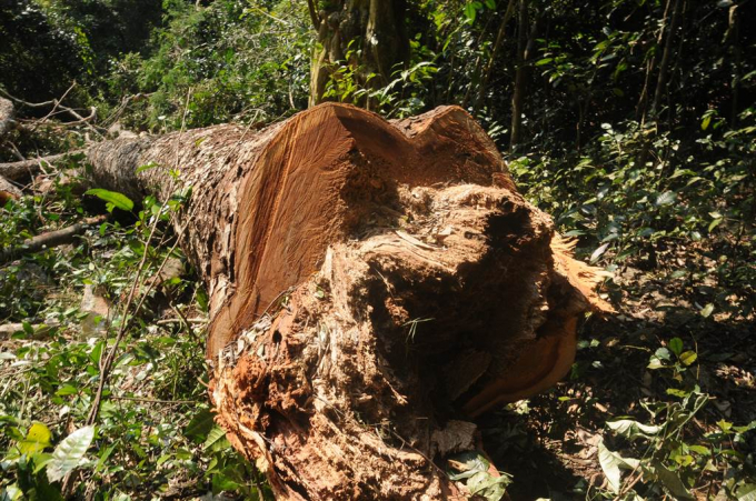 Bắc Kạn: Nghiến rừng lại bị chặt hạ trong Vườn quốc gia Ba Bể, lực lượng chức năng ở đ&acirc;u?